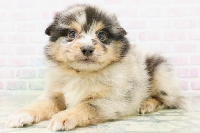 埼玉県のハーフ犬・ミックス犬 (Coo&RIKUヤオコー幸手店/2026年6月30日生まれ/男の子/ブルーマール)の子犬の2枚目の画像