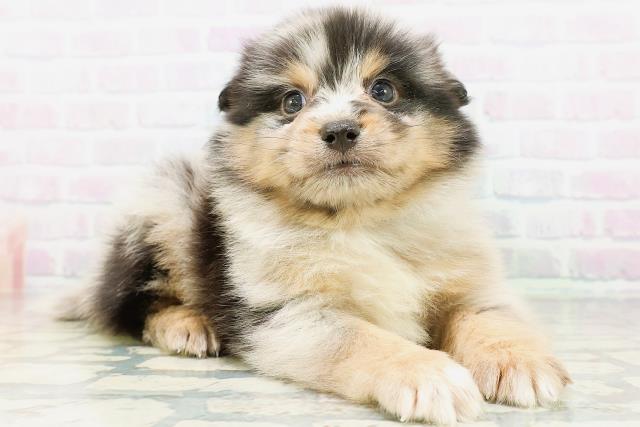 埼玉県のハーフ犬・ミックス犬 (Coo&RIKUヤオコー幸手店/2026年6月30日生まれ/男の子/ブルーマール)の子犬の3枚目の画像