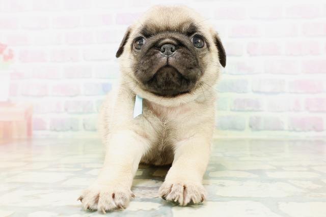兵庫県のパグ (Coo&RIKU三木店/2026年6月29日生まれ/男の子/フォーン)の子犬の1枚目の画像