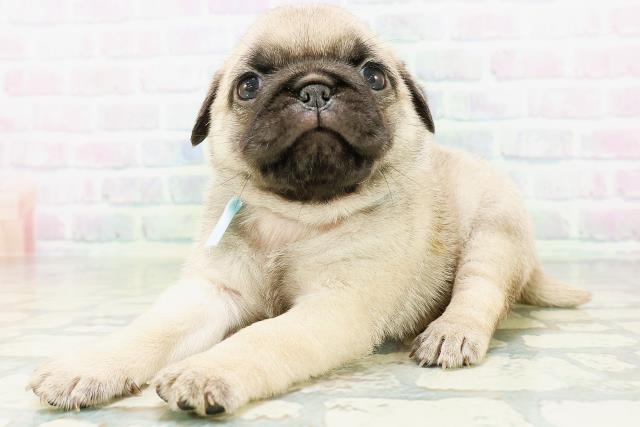 兵庫県のパグ (Coo&RIKU三木店/2026年6月29日生まれ/男の子/フォーン)の子犬の2枚目の画像