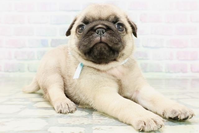 兵庫県のパグ (Coo&RIKU三木店/2026年6月29日生まれ/男の子/フォーン)の子犬の3枚目の画像