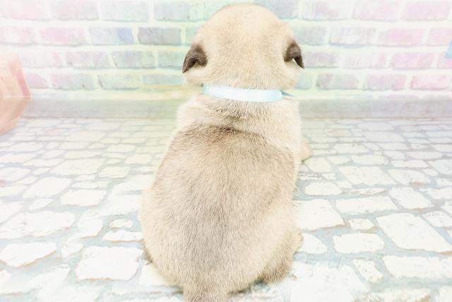 兵庫県のパグ (Coo&RIKU三木店/2026年6月29日生まれ/男の子/フォーン)の子犬の4枚目の画像