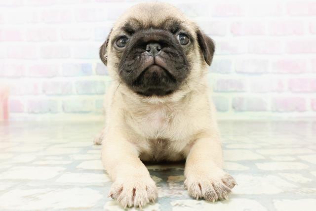 東京都のパグ (Coo&RIKU吉祥寺店/2026年6月29日生まれ/男の子/フォーン)の子犬の1枚目の画像