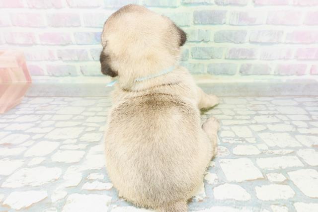 東京都のパグ (Coo&RIKU吉祥寺店/2026年6月29日生まれ/男の子/フォーン)の子犬の4枚目の画像