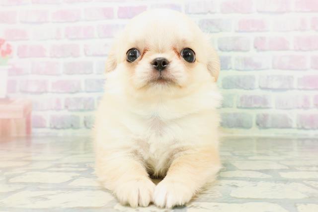 埼玉県のチワワ(ロング) (Coo&RIKU川越店/2026年6月29日生まれ/男の子/クリームホワイト)の子犬の1枚目の画像