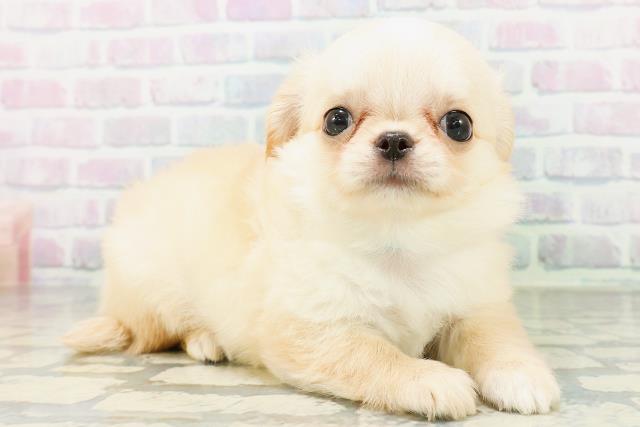 埼玉県のチワワ(ロング) (Coo&RIKU川越店/2026年6月29日生まれ/男の子/クリームホワイト)の子犬の3枚目の画像