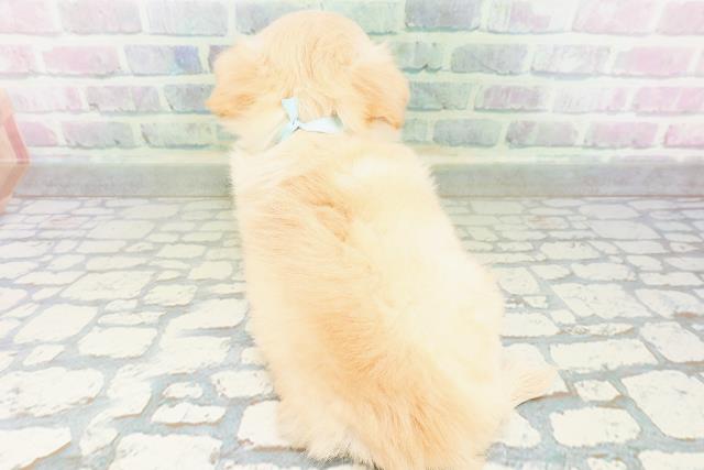 埼玉県のチワワ(ロング) (Coo&RIKU川越店/2026年6月29日生まれ/男の子/クリームホワイト)の子犬の4枚目の画像