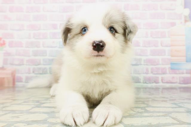 東京都のボーダーコリー (Coo&RIKU福生店/2026年6月30日生まれ/男の子/ブルーマールホワイト)の子犬の1枚目の画像