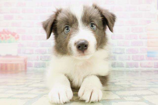 北海道のボーダーコリー (Coo&RIKU札幌西店/2026年6月28日生まれ/女の子/ブルーホワイト)の子犬の1枚目の画像