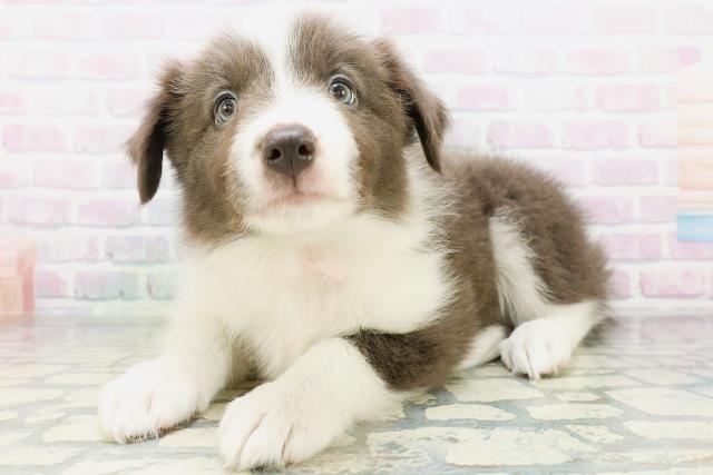 北海道のボーダーコリー (Coo&RIKU札幌西店/2026年6月28日生まれ/女の子/ブルーホワイト)の子犬の2枚目の画像