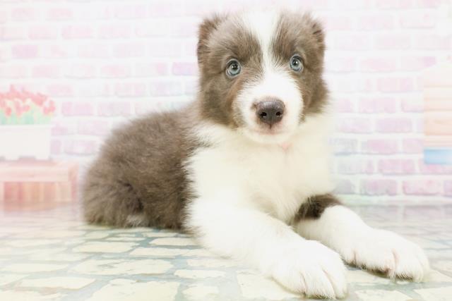 北海道のボーダーコリー (Coo&RIKU札幌西店/2026年6月28日生まれ/女の子/ブルーホワイト)の子犬の3枚目の画像