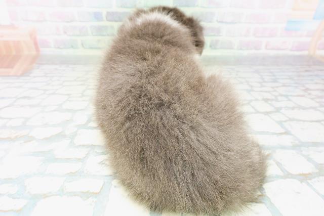 北海道のボーダーコリー (Coo&RIKU札幌西店/2026年6月28日生まれ/女の子/ブルーホワイト)の子犬の4枚目の画像