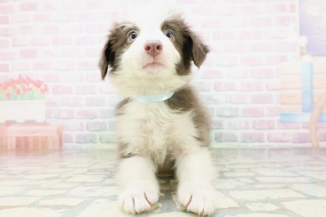 東京都のボーダーコリー (Coo&RIKU府中店/2026年6月25日生まれ/男の子/ブルーホワイト)の子犬の1枚目の画像