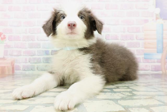 東京都のボーダーコリー (Coo&RIKU府中店/2026年6月25日生まれ/男の子/ブルーホワイト)の子犬の2枚目の画像