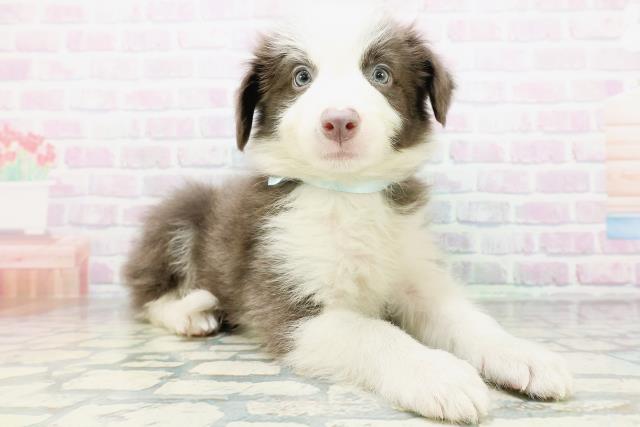 東京都のボーダーコリー (Coo&RIKU府中店/2026年6月25日生まれ/男の子/ブルーホワイト)の子犬の3枚目の画像