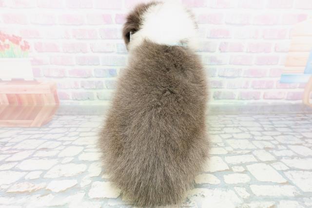 東京都のボーダーコリー (Coo&RIKU府中店/2026年6月25日生まれ/男の子/ブルーホワイト)の子犬の4枚目の画像