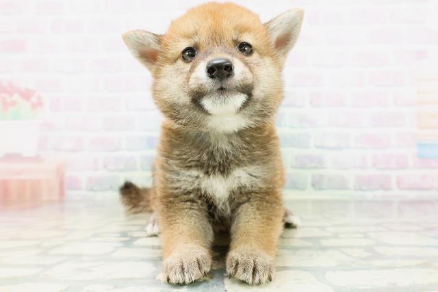 柴犬