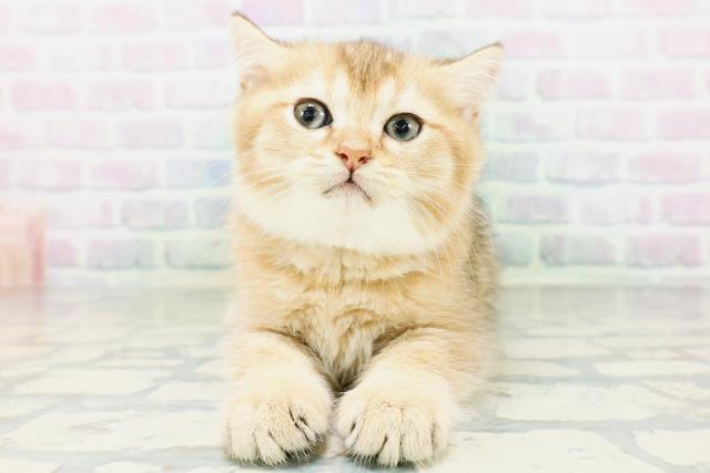 ブリティッシュショートヘアー