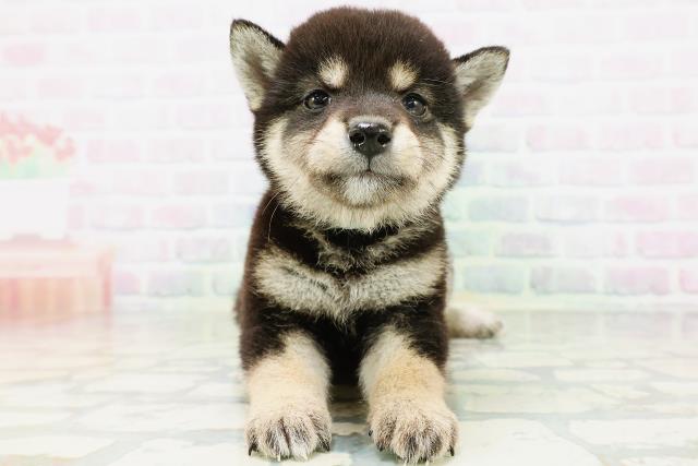 大阪府の豆柴 (Coo&RIKU枚方店/2026年6月28日生まれ/男の子/黒)の子犬の1枚目の画像