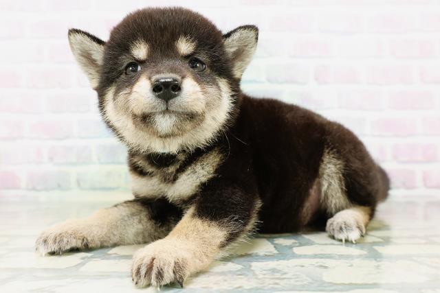 大阪府の豆柴 (Coo&RIKU枚方店/2026年6月28日生まれ/男の子/黒)の子犬の2枚目の画像