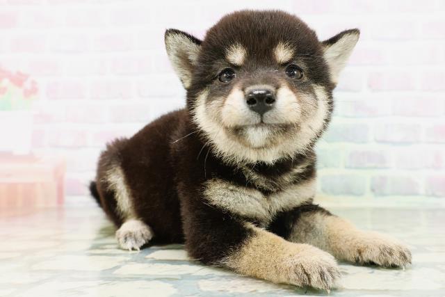 大阪府の豆柴 (Coo&RIKU枚方店/2026年6月28日生まれ/男の子/黒)の子犬の3枚目の画像