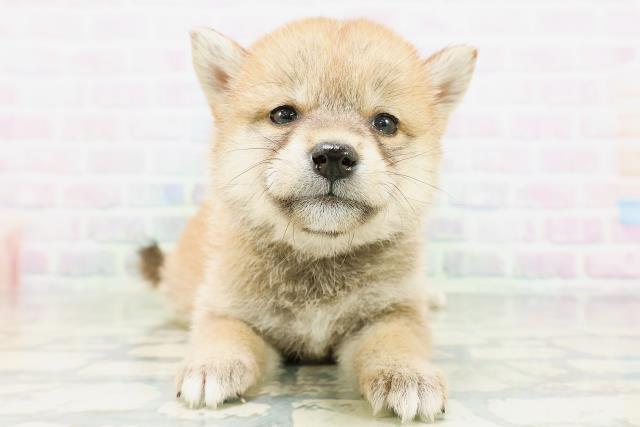 青森県の豆柴 (Coo&RIKU青森店/2026年6月28日生まれ/女の子/赤)の子犬の1枚目の画像