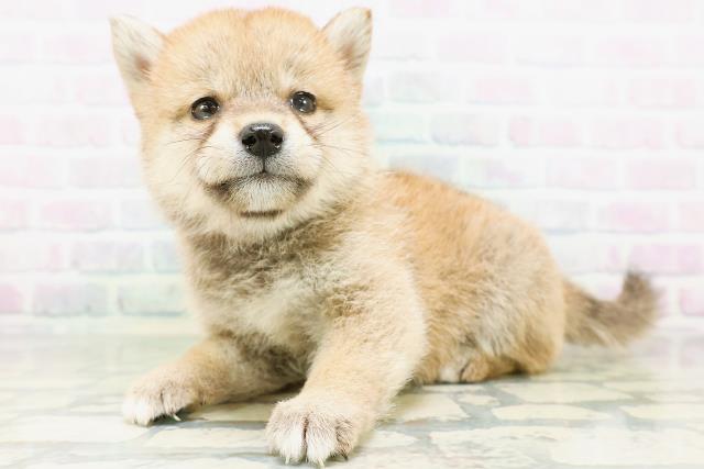 青森県の豆柴 (Coo&RIKU青森店/2026年6月28日生まれ/女の子/赤)の子犬の2枚目の画像