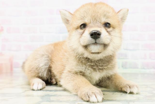 青森県の豆柴 (Coo&RIKU青森店/2026年6月28日生まれ/女の子/赤)の子犬の3枚目の画像
