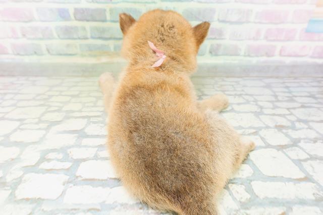 青森県の豆柴 (Coo&RIKU青森店/2026年6月28日生まれ/女の子/赤)の子犬の4枚目の画像