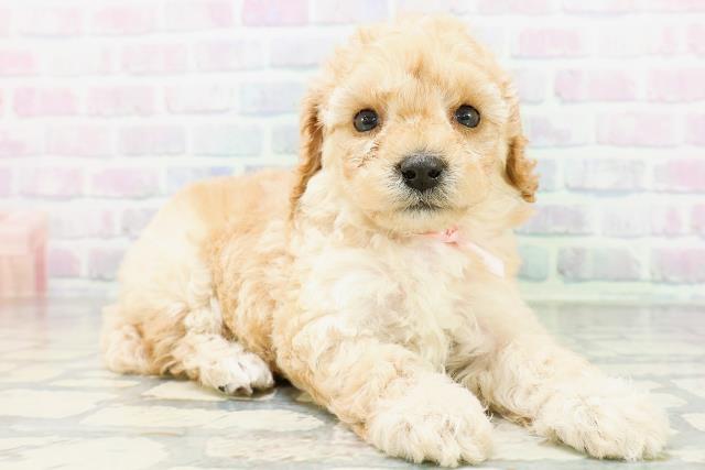 沖縄県のトイプードル(トイ) (Coo&RIKUイオン北谷店/2026年6月28日生まれ/女の子/クリーム)の子犬の3枚目の画像