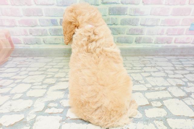 沖縄県のトイプードル(トイ) (Coo&RIKUイオン北谷店/2026年6月28日生まれ/女の子/クリーム)の子犬の4枚目の画像