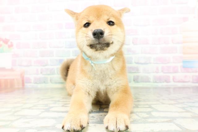 新潟県の柴犬(標準サイズ) (Coo&RIKU上越店/2026年6月27日生まれ/男の子/赤)の子犬の1枚目の画像