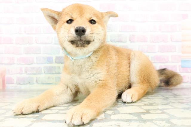 新潟県の柴犬(標準サイズ) (Coo&RIKU上越店/2026年6月27日生まれ/男の子/赤)の子犬の2枚目の画像