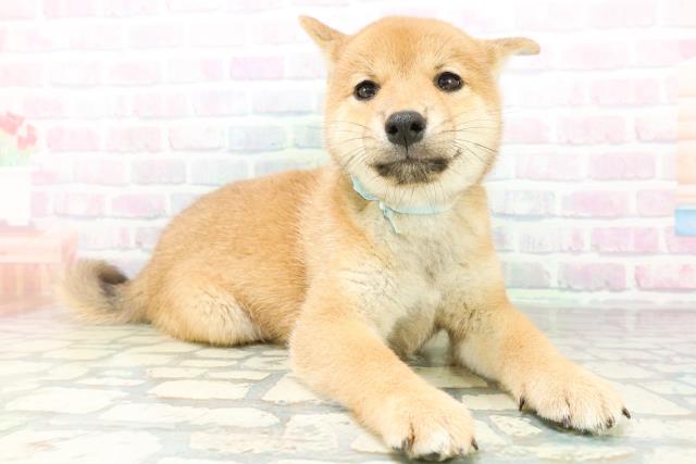 新潟県の柴犬(標準サイズ) (Coo&RIKU上越店/2026年6月27日生まれ/男の子/赤)の子犬の3枚目の画像