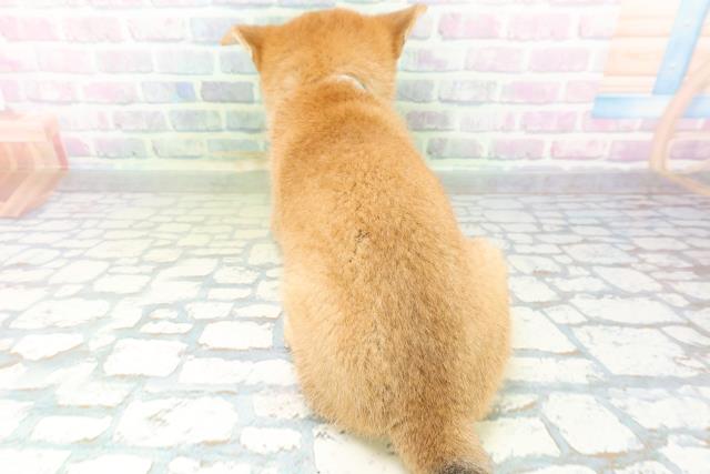 新潟県の柴犬(標準サイズ) (Coo&RIKU上越店/2026年6月27日生まれ/男の子/赤)の子犬の4枚目の画像