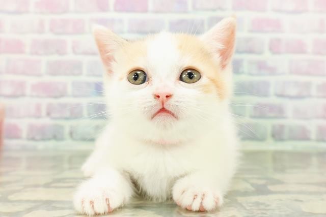 マンチカン