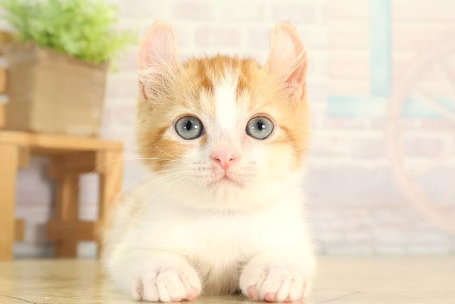 静岡県のアメリカンカール (Coo&RIKU掛川店/2026年6月12日生まれ/男の子/レッドタビーホワイト)の子猫の1枚目の画像