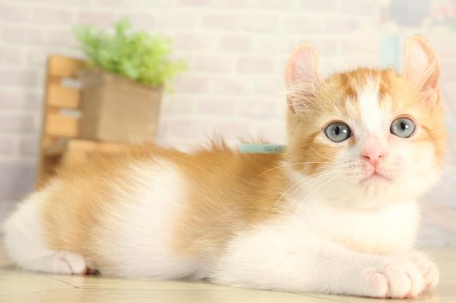 静岡県のアメリカンカール (Coo&RIKU掛川店/2026年6月12日生まれ/男の子/レッドタビーホワイト)の子猫の2枚目の画像