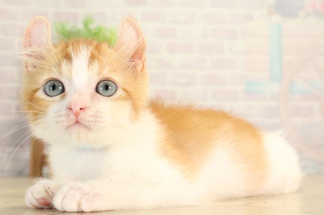 静岡県のアメリカンカール (Coo&RIKU掛川店/2026年6月12日生まれ/男の子/レッドタビーホワイト)の子猫の3枚目の画像