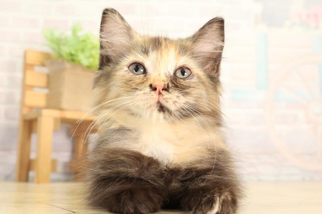 岐阜県のラガマフィン (Coo&RIKU岐阜店/2026年6月7日生まれ/女の子/トーティー)の子猫の1枚目の画像
