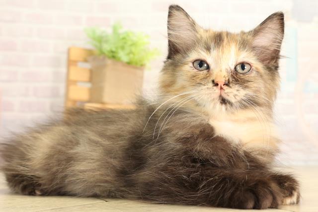 岐阜県のラガマフィン (Coo&RIKU岐阜店/2026年6月7日生まれ/女の子/トーティー)の子猫の2枚目の画像