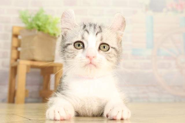 静岡県のアメリカンカール (Coo&RIKU藤枝店/2026年6月15日生まれ/女の子/ブラックホワイト)の子猫の1枚目の画像
