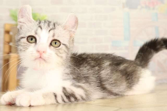 静岡県のアメリカンカール (Coo&RIKU藤枝店/2026年6月15日生まれ/女の子/ブラックホワイト)の子猫の3枚目の画像