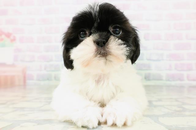 栃木県のシーズー (Coo&RIKU小山店/2026年6月27日生まれ/女の子/ブラックホワイト)の子犬の1枚目の画像