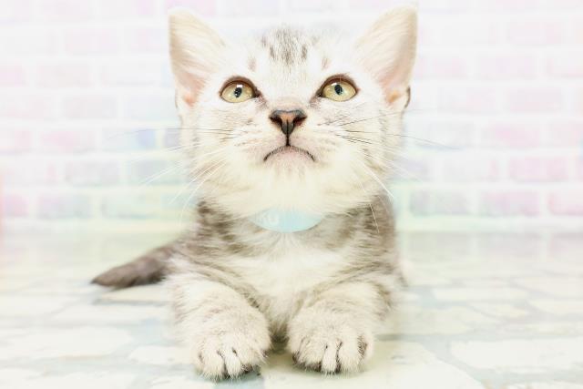 東京都のマンチカン (Coo&RIKU練馬店/2026年6月10日生まれ/男の子/シルバータビー)の子猫の1枚目の画像