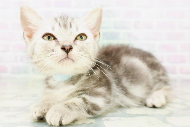東京都のマンチカン (Coo&RIKU練馬店/2026年6月10日生まれ/男の子/シルバータビー)の子猫の2枚目の画像