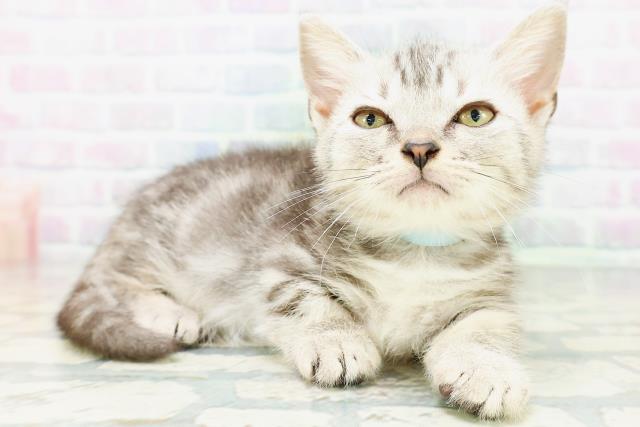 東京都のマンチカン (Coo&RIKU練馬店/2026年6月10日生まれ/男の子/シルバータビー)の子猫の3枚目の画像