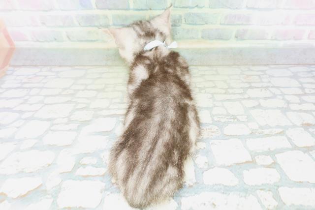 東京都のマンチカン (Coo&RIKU練馬店/2026年6月10日生まれ/男の子/シルバータビー)の子猫の4枚目の画像