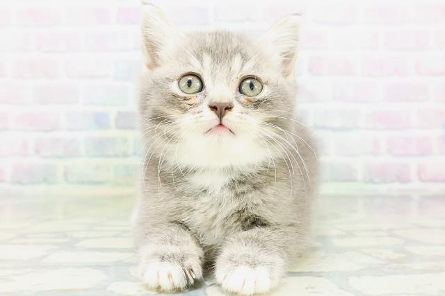 神奈川県のマンチカン (Coo&RIKU小田原店/2026年6月27日生まれ/男の子/ブルータビーホワイト)の子猫の1枚目の画像