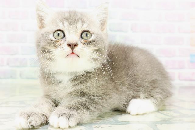 神奈川県のマンチカン (Coo&RIKU小田原店/2026年6月27日生まれ/男の子/ブルータビーホワイト)の子猫の2枚目の画像